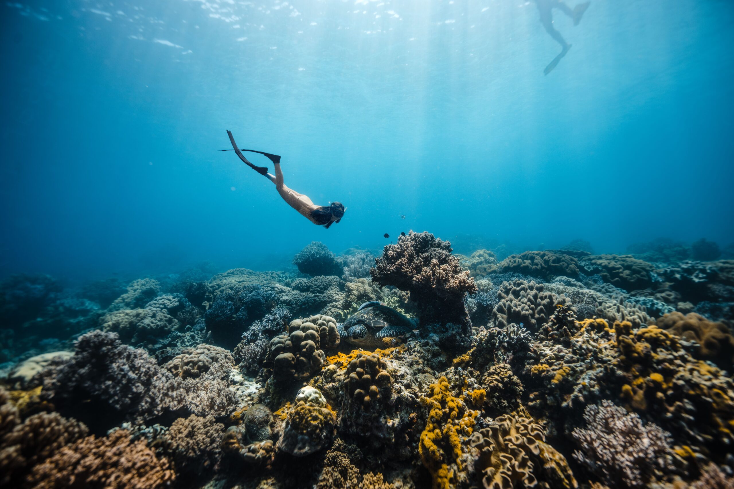 What Is FreeDiving?