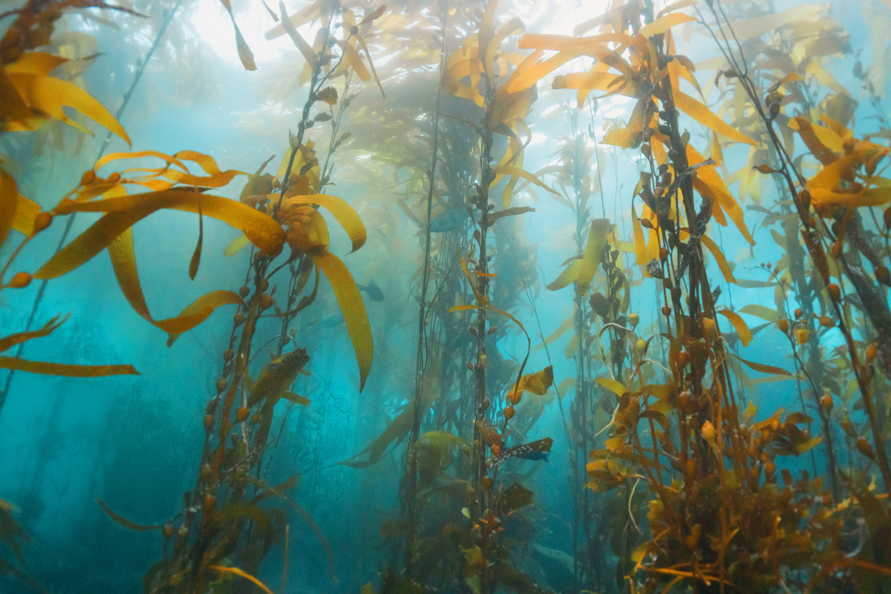 Catalina Kelp Forest