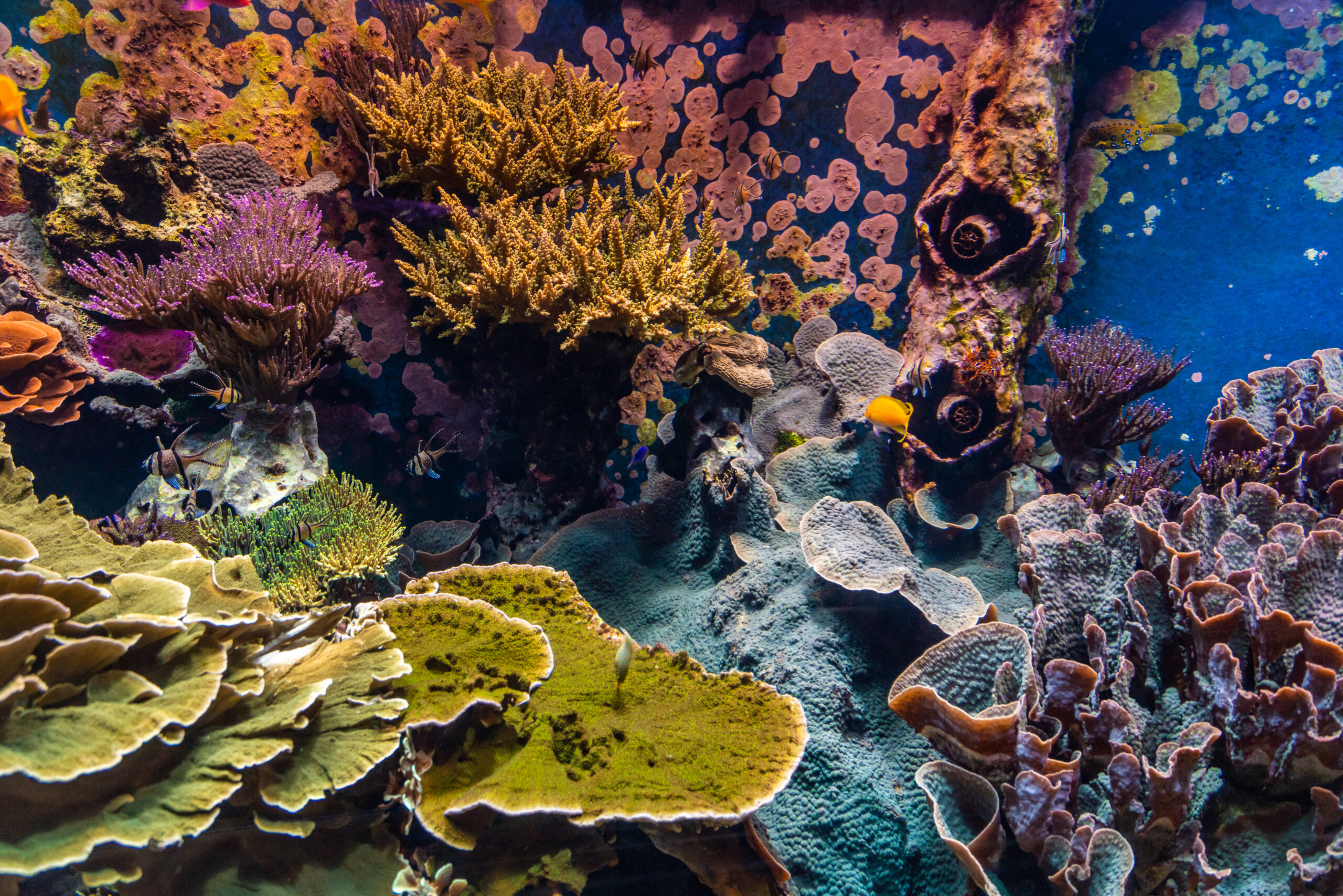 Exploring Coral Reefs: A Guide to Underwater Gardens Around the World