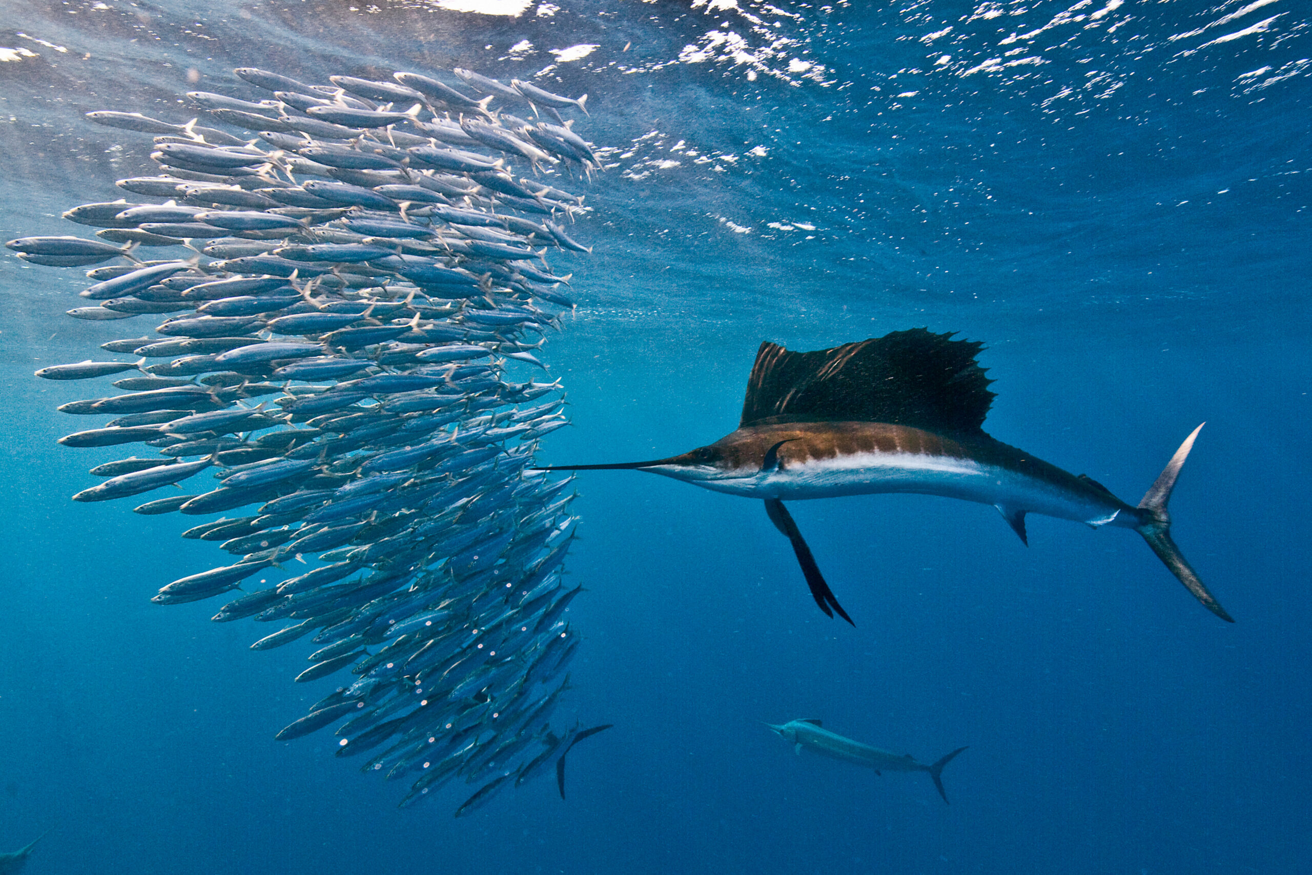 What is the Fastest Underwater Animal?