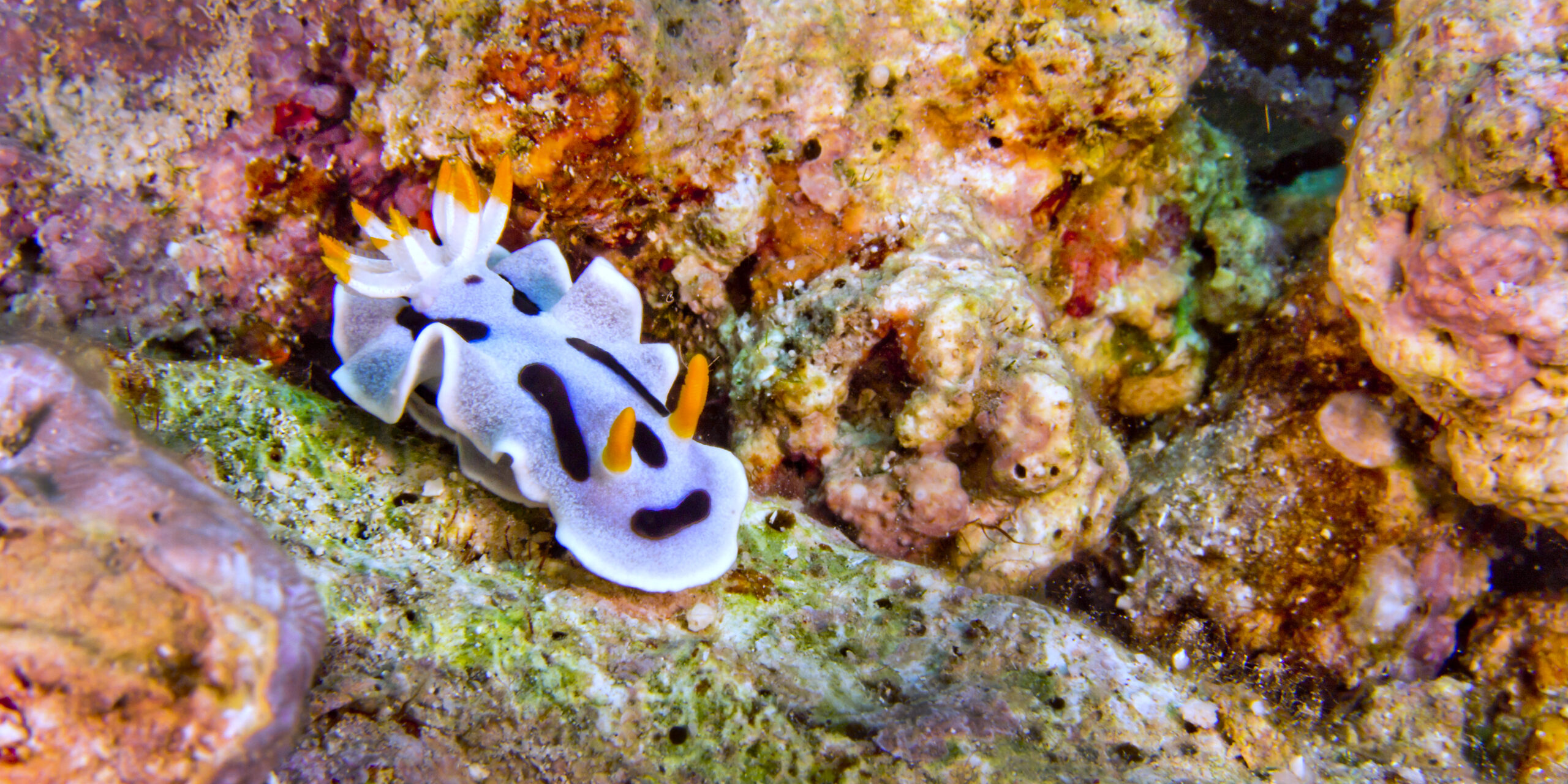 Diving Philippines Top Marine Life To See